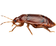 Bed Bug Treatment