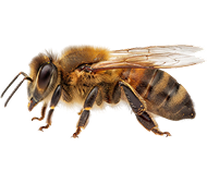 Bed Bug Icon