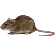 Bed Bug Icon