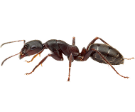 Ant Control