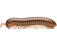 Centipedes & Millipedes