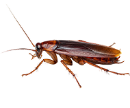 Bed Bug Icon