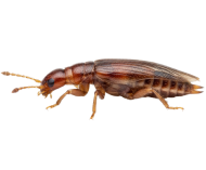 Earwigs