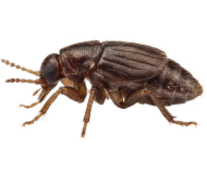 Fleas