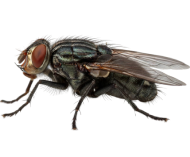 Flies