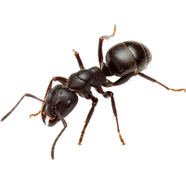 Ants